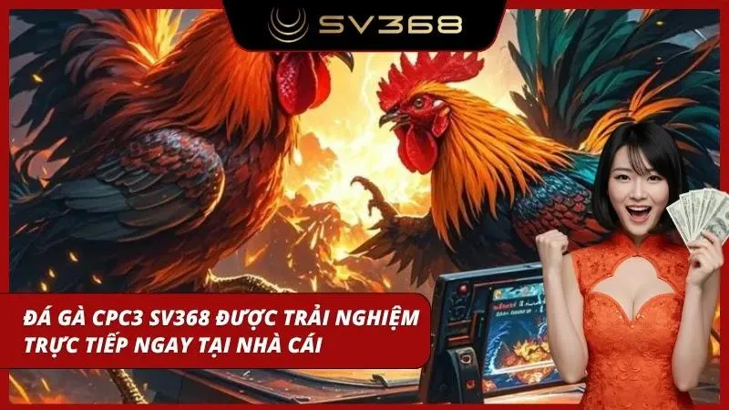 Giao diện xem cảnh đá gà thông qua camera