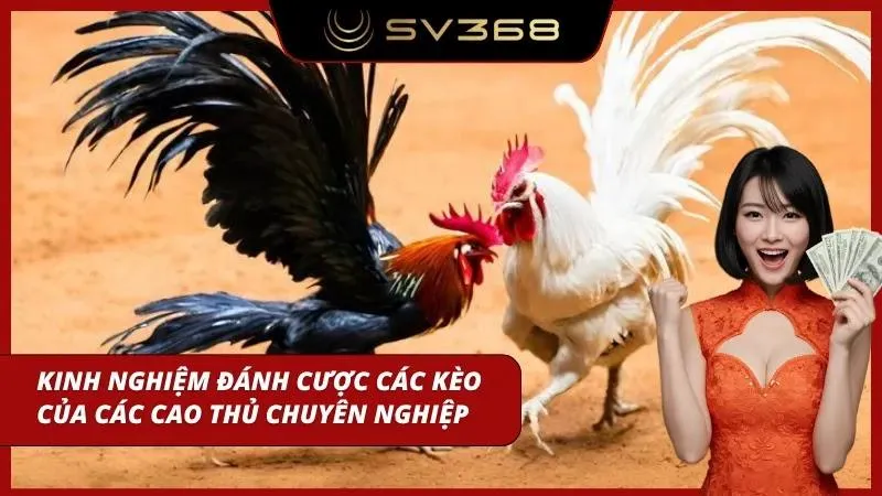 Giao diện đặt kèo cho gà chiến