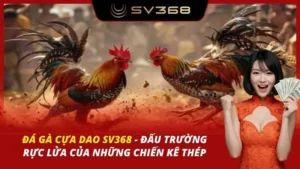 Đá gà cựa dao SV368