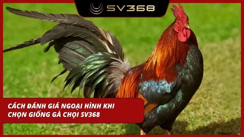 Cách đánh giá từng loại chỉ qua ánh nhìn tại đây