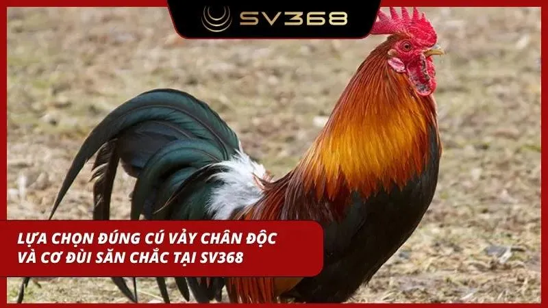 Những cú vẩy chân cực hiểm
