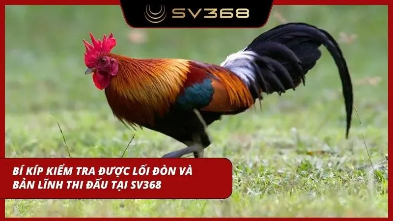 Hướng dẫn nhận biết lối đòn đặc biệt tại đây
