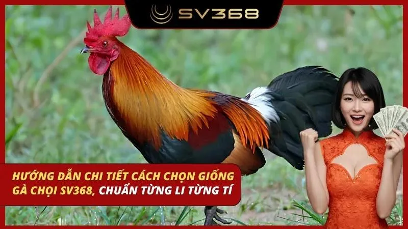 cách chọn giống gà chọi sv368