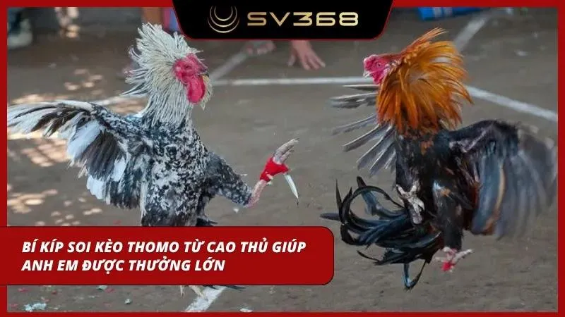 Quan sát phong độ chiến kê trước khi đưa ra quyết định xuống tiền