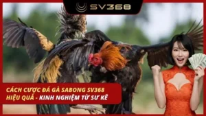 cách cược đá gà sabong sv368