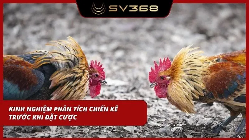 Quan sát thể trạng chiến kê trước trận đấu