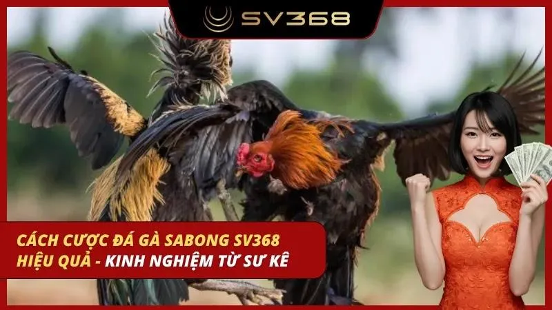 cách cược đá gà sabong sv368