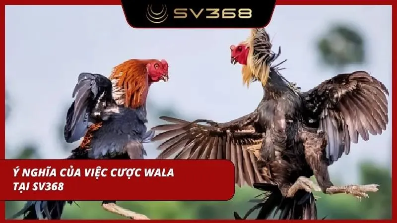 Hiểu rõ nhanh việc cược cửa Wala