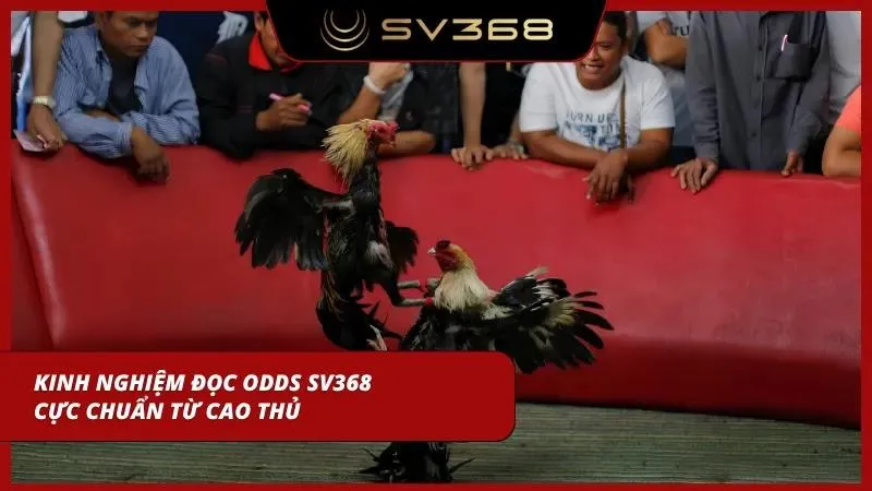 Cách đọc odds chọi kê từ cao thủ cực đỉnh