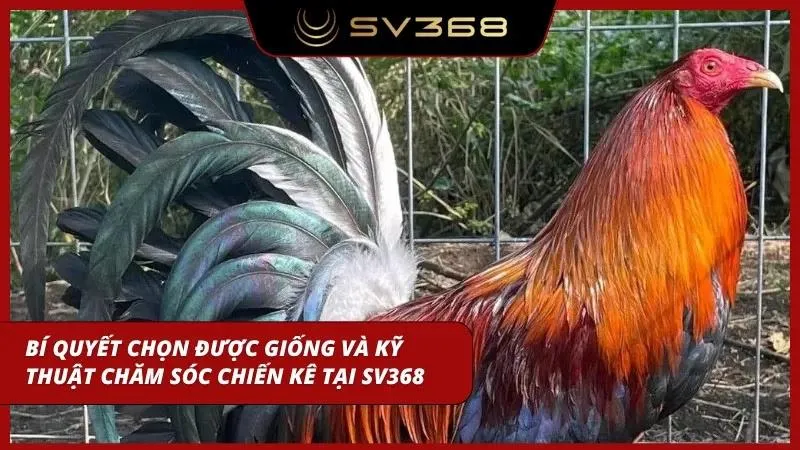 Cẩm nang chọn giống và kỹ thuật chăm sóc