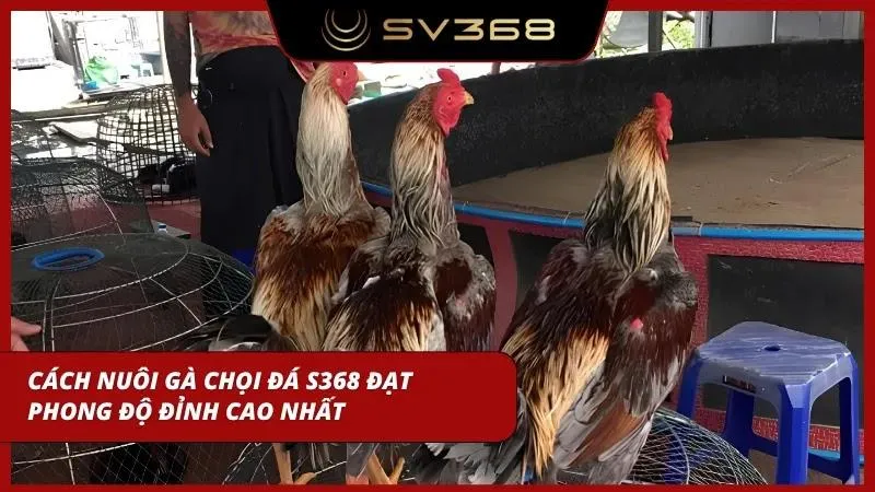 Cách để linh kê đạt được phong độ nhất