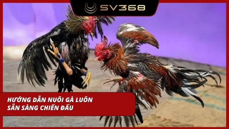 Tổng quan nhanh giúp gà không bị hoảng loạn trước trận