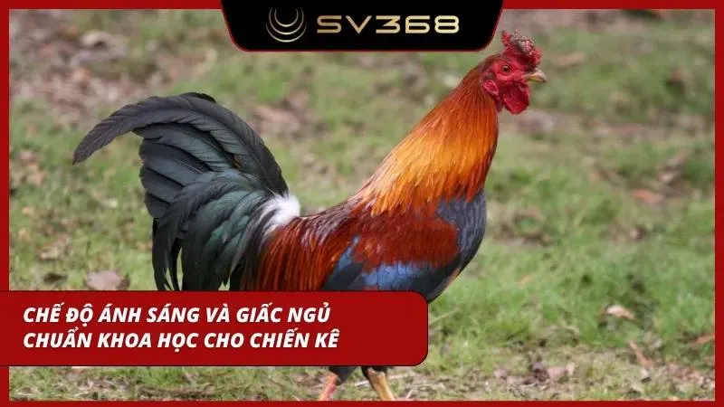 Hướng dẫn điều chỉnh ánh sáng và chế độ ngủ ngon