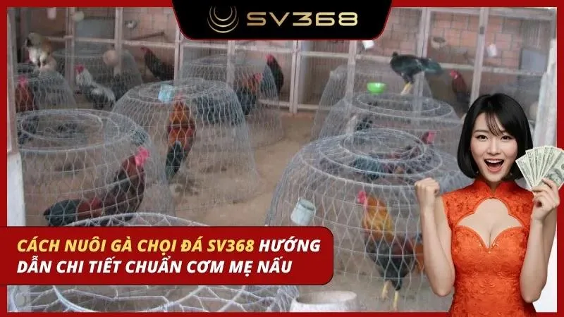cách nuôi gà chọi đá sv368