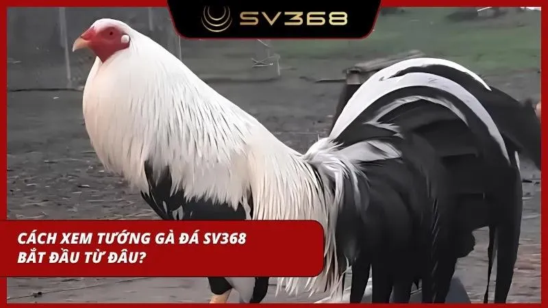 Kiến thức nền tảng hỗ trợ nhận diện chiến kê có tiềm năng