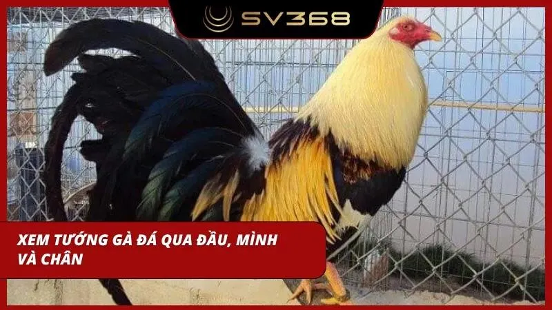 Những đặc điểm ngoại hình vượt trội mang lại lợi thế phân tích