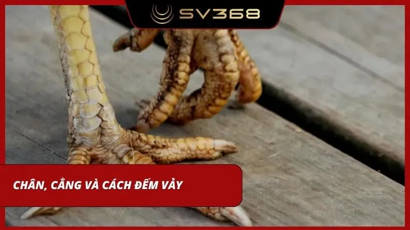 Kỹ thuật soi chân chuyên nghiệp giúp người chơi nâng cao tỷ lệ thắng