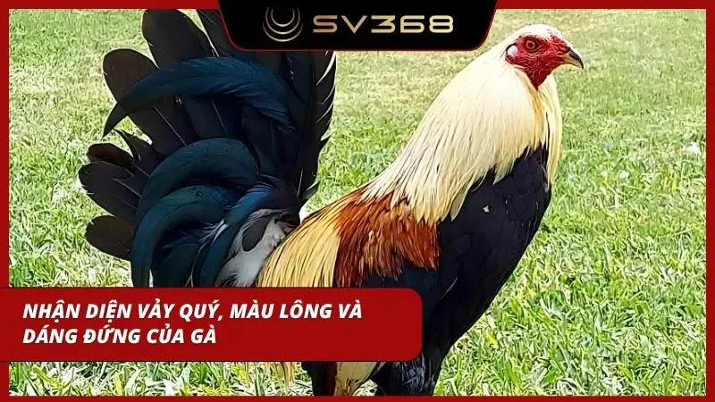Dấu hiệu linh kê xuất hiện mở ra cơ hội đầu tư sinh lời lớn