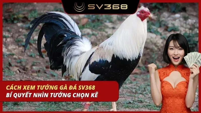 cách xem tướng gà đá sv368