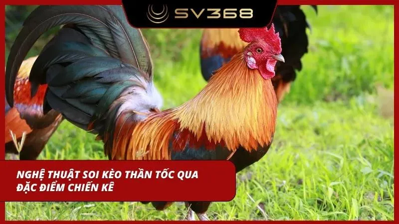 Cận cảnh một chiến kê có đùi săn chắc đang khởi động