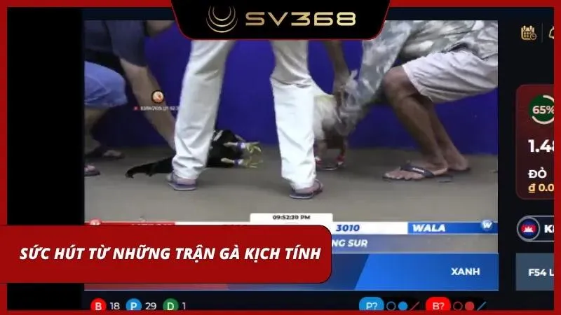 Các chiến kê dũng mãnh thi đấu kịch tính tại trường gà tại sảnh cược của nhà cái