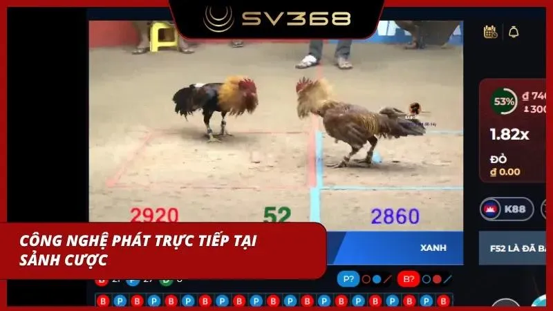 Livestream sắc nét giúp người xem quan sát rõ đòn đánh của những chiến kê dũng mãnh