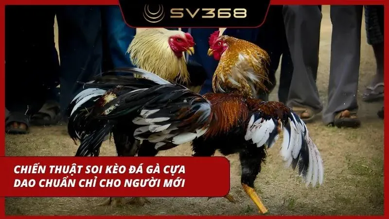 Phân tích kỹ phong độ chiến kê giúp bạn đưa ra quyết định đặt cược chuẩn xác