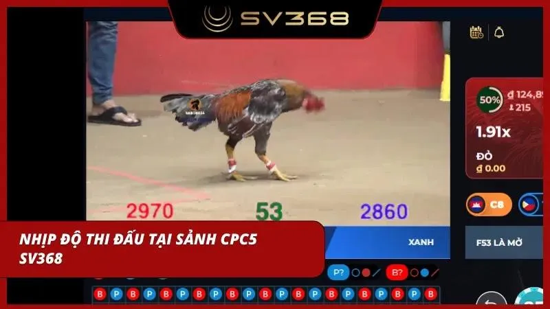 Nhịp độ thi đấu cực nhanh của CPC5 là lý do khiến sảnh cược này được yêu thích