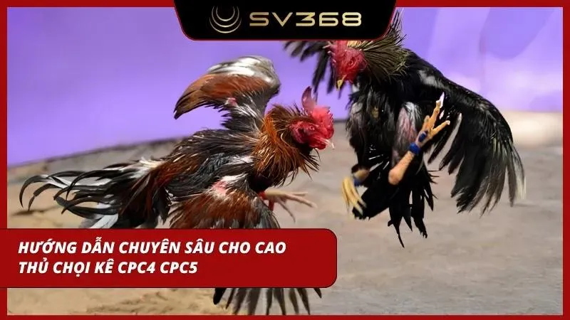 Hướng dẫn chuyên sâu giúp các cao thủ áp dụng chiến thuật đặt cược tiền thật hiệu quả