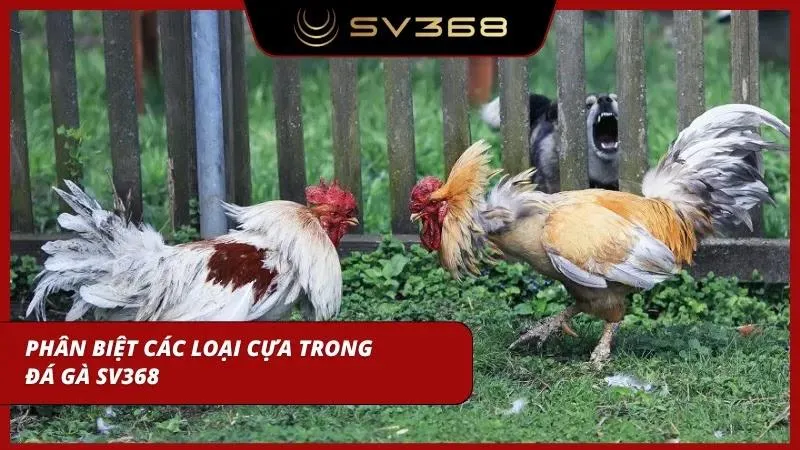 Phân biệt cựa dao, cựa sắt và cựa tròn giúp các cược thủ dễ dàng thắng lớn