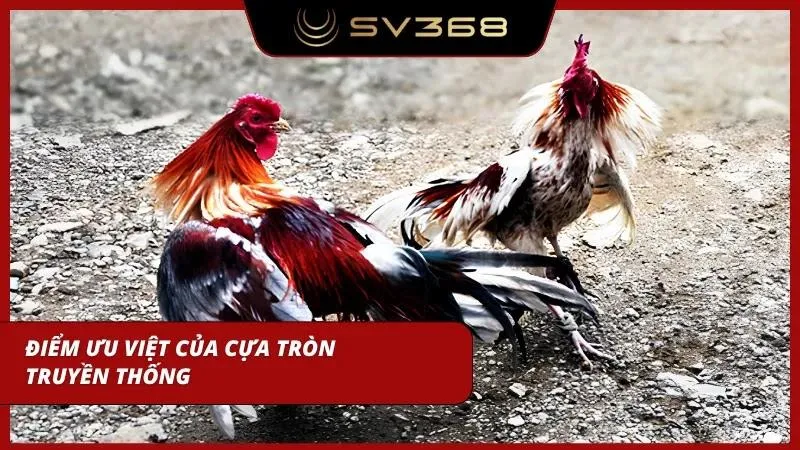 Cựa tròn truyền thống mang trong mình những điểm ưu việt khó loại hình nào sánh bằng