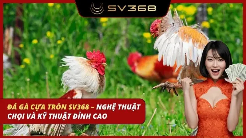 đá gà cựa tròn sv368