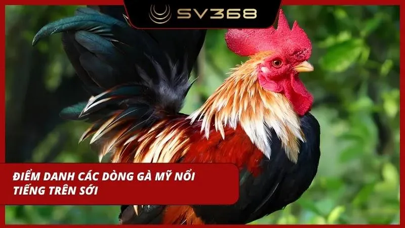 Các giống chiến kê huyền thoại mở ra nhiều lựa chọn cược quý giá