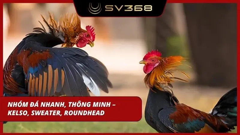 Tư duy thi đấu nhạy bén của chiến kê mang về thưởng lớn cho người chơi
