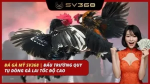 đá gà mỹ sv368