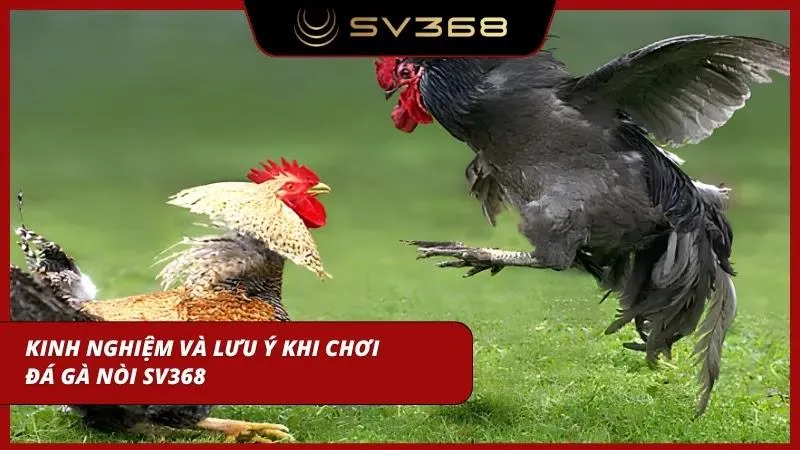 Bí quyết chọn chiến kê chuẩn xác giúp cược thủ nâng cao tỷ lệ thắng