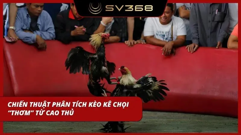Cao thủ áp dụng chiến thuật soi kèo thông minh để tối ưu hóa lợi nhuận thực tế mỗi ngày