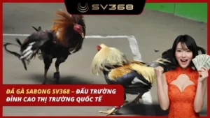 đá gà sabong sv368