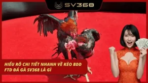 kèo bdd ftd đá gà sv368 là gì