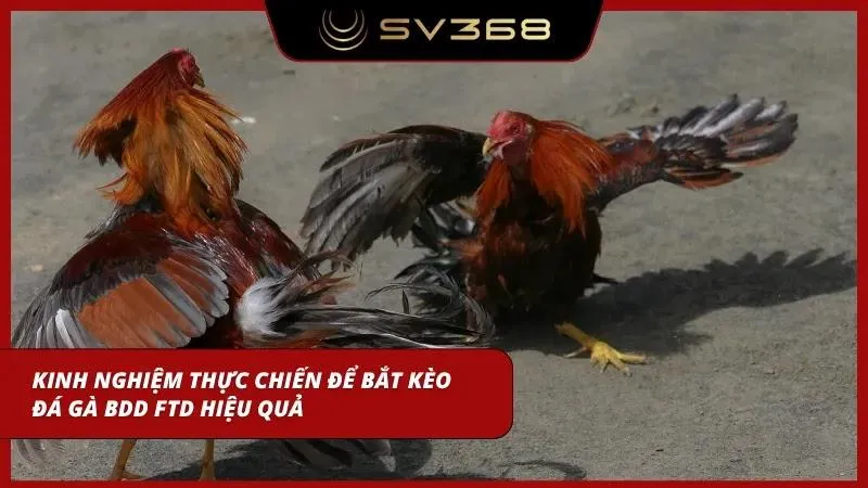 Bí kíp bắt chiến kê chuẩn cơm mẹ nấu