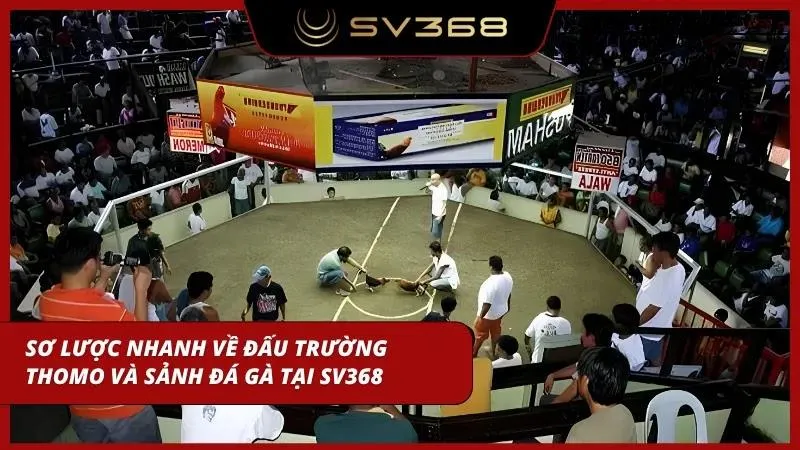 Tổng quan nhanh về chiến trường Thomo