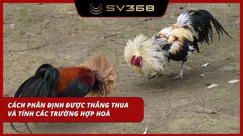 Hướng dẫn phân định thắng thua đơn giản