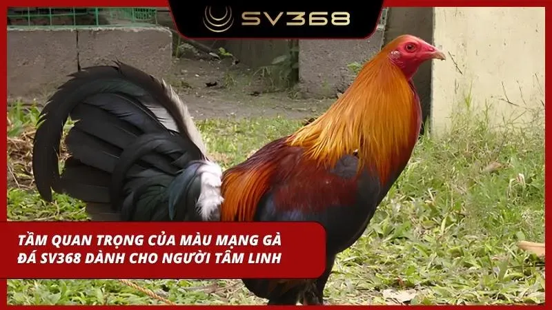 Hiểu rõ tính tâm linh khi đá gà tại đây