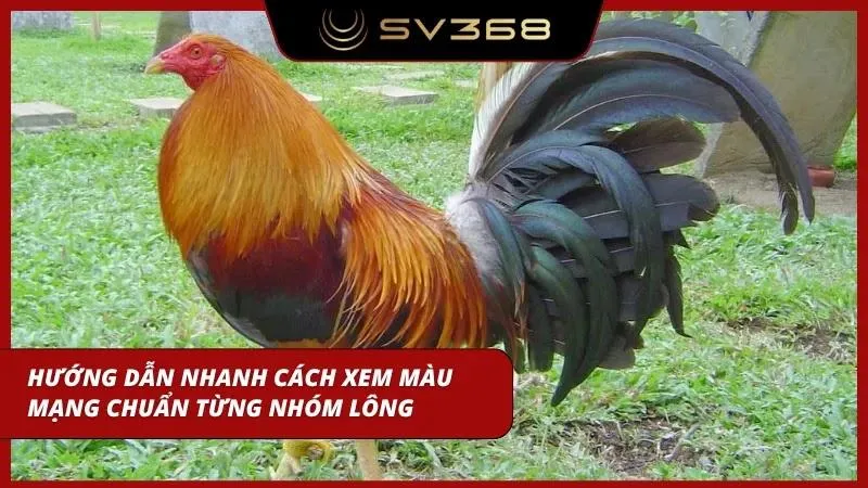 Bí kíp nhanh cách xem chuẩn