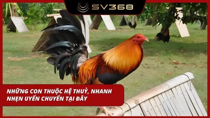 Hệ thuỷ đại diện cho sự dẻo dai, uyển chuyển