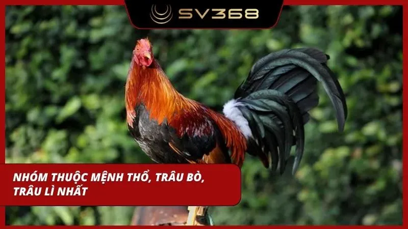 Hệ thổ đại diện cho đất, cứng áp, trâu lì