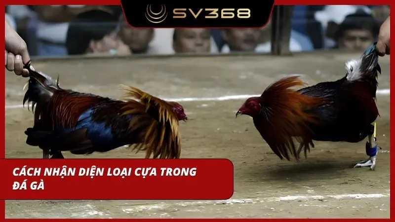 Hình dáng cựa dao, cựa sắt và cựa tròn có sự khác biệt về độ sát thương thực tế