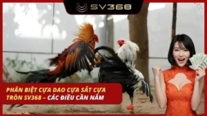 phân biệt cựa dao cựa sắt cựa tròn sv368