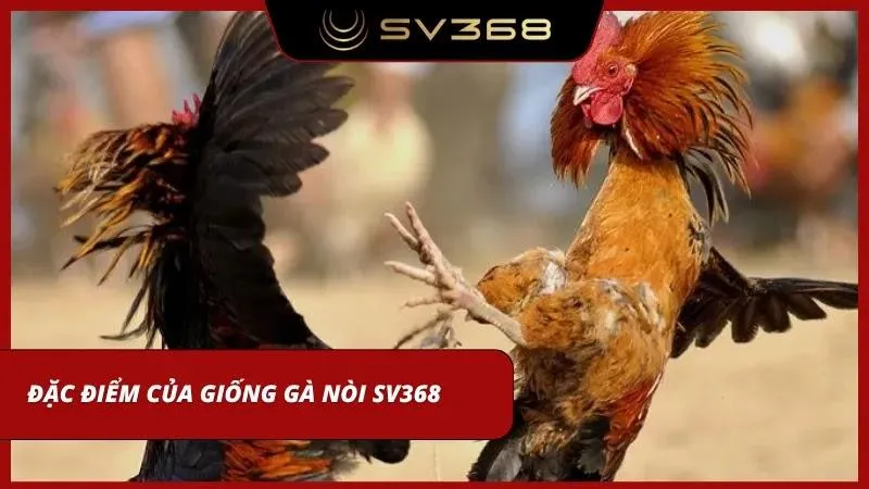 Giống gà nòi thuần chủng sở hữu sức bền và khả năng hồi phục cực kỳ đáng nể