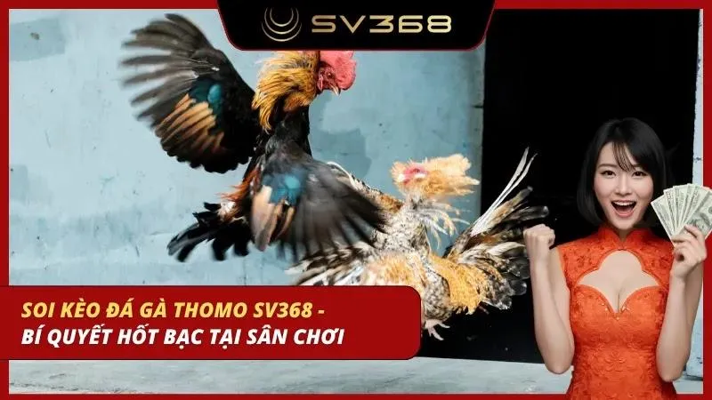 soi kèo đá gà thomo sv368